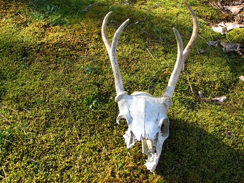 deer skull