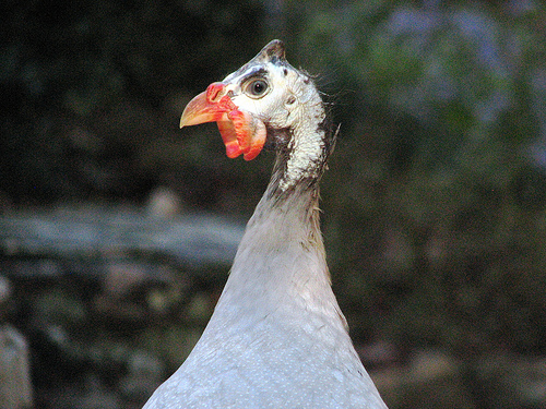 Guineas in the Boonies