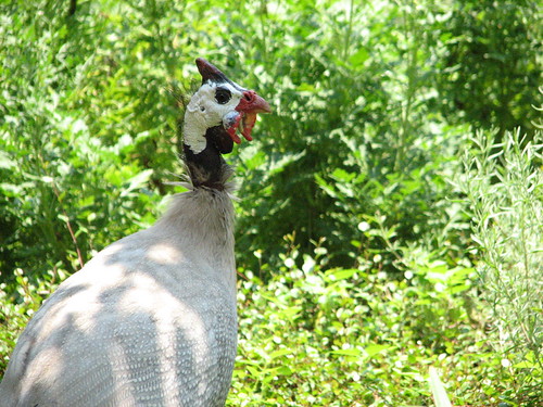 guinea hen