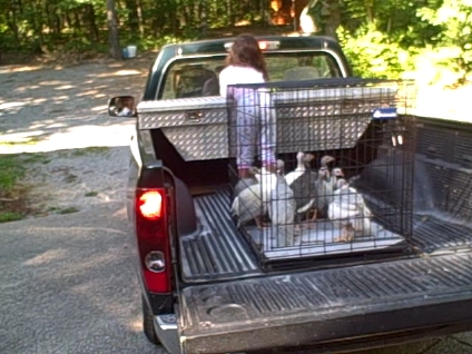 Driving to the Coop