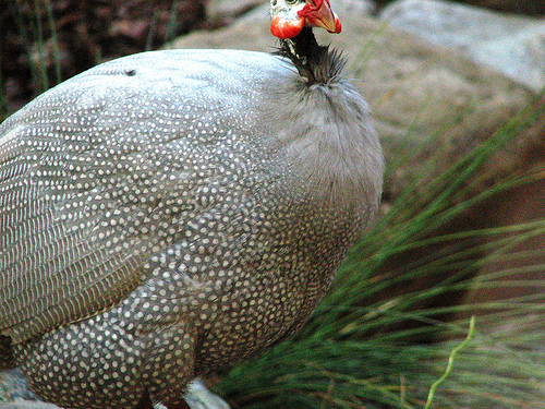 Guineas in the Boonies
