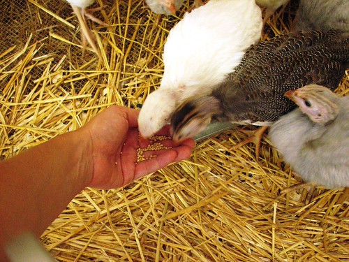 Guinea Snack Time